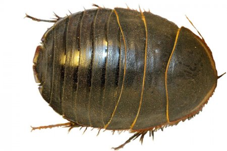 Polyphaga saussurei (пустынный таракан)