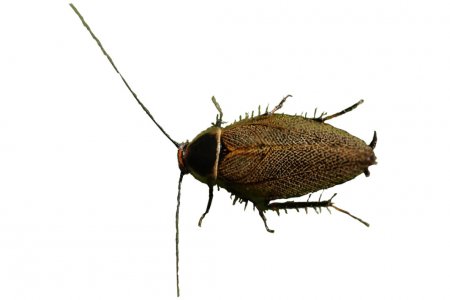 Ectobius duskei (степной таракан)